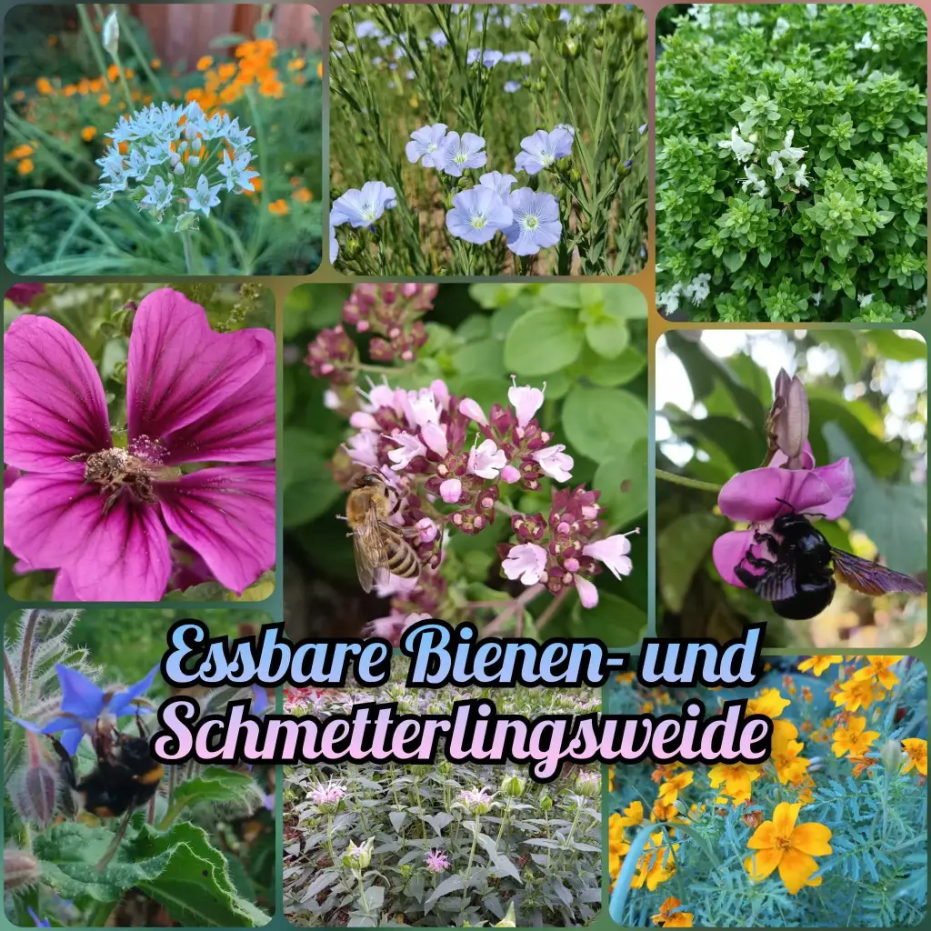 Paket 'Essbare Blumenwiese'