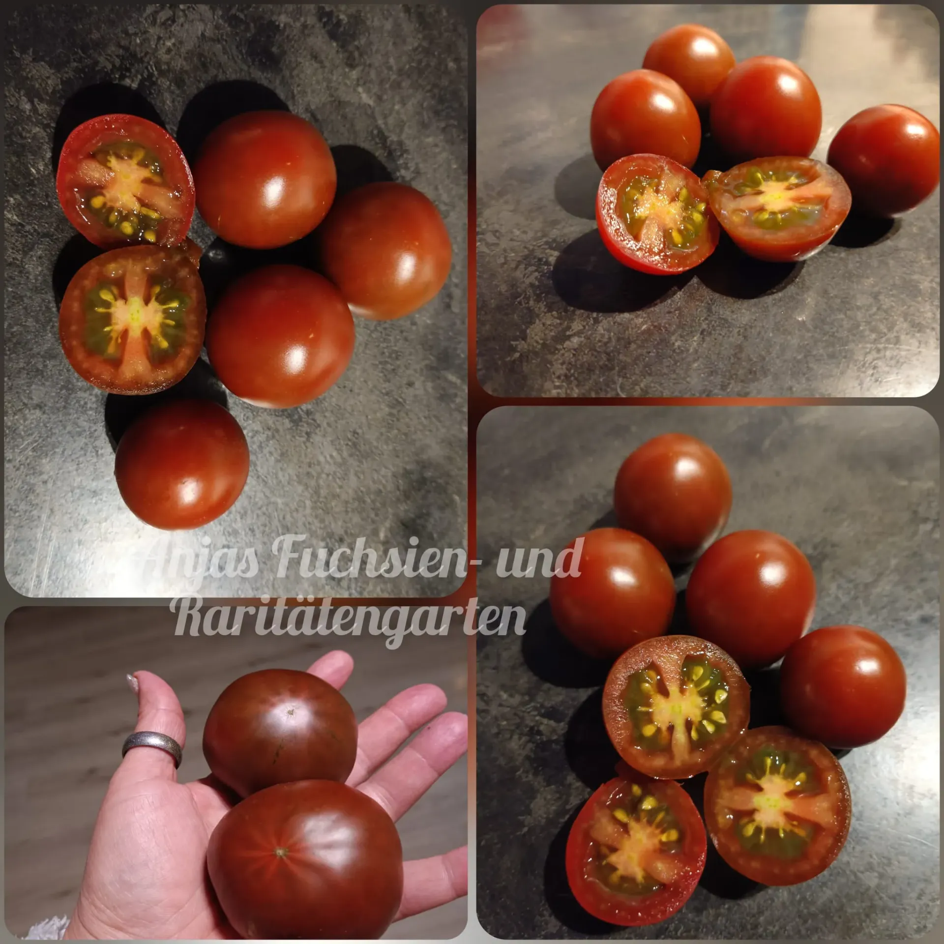 Tomate 'Dunkle Sonja'