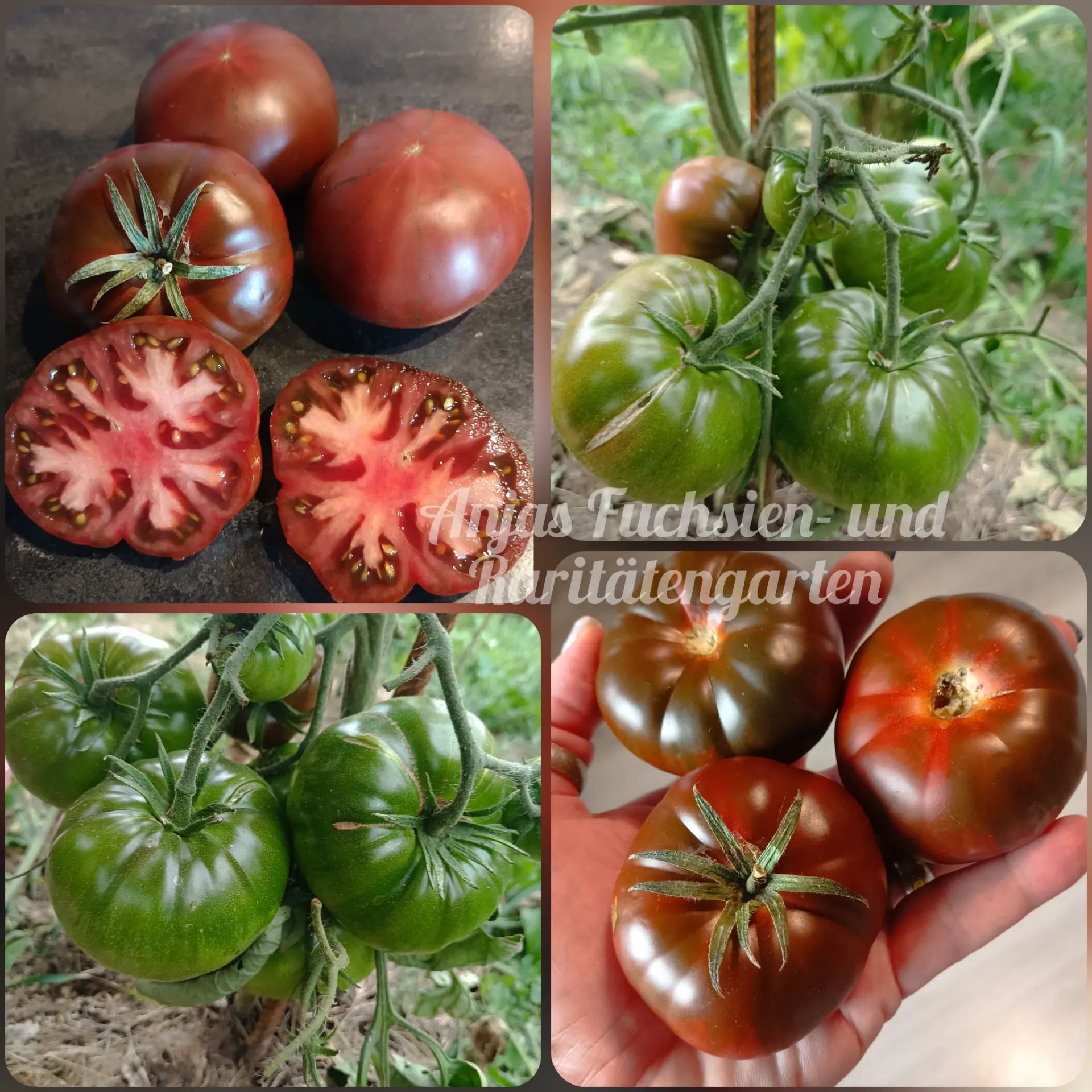 Tomate 'Brandywine True Black'