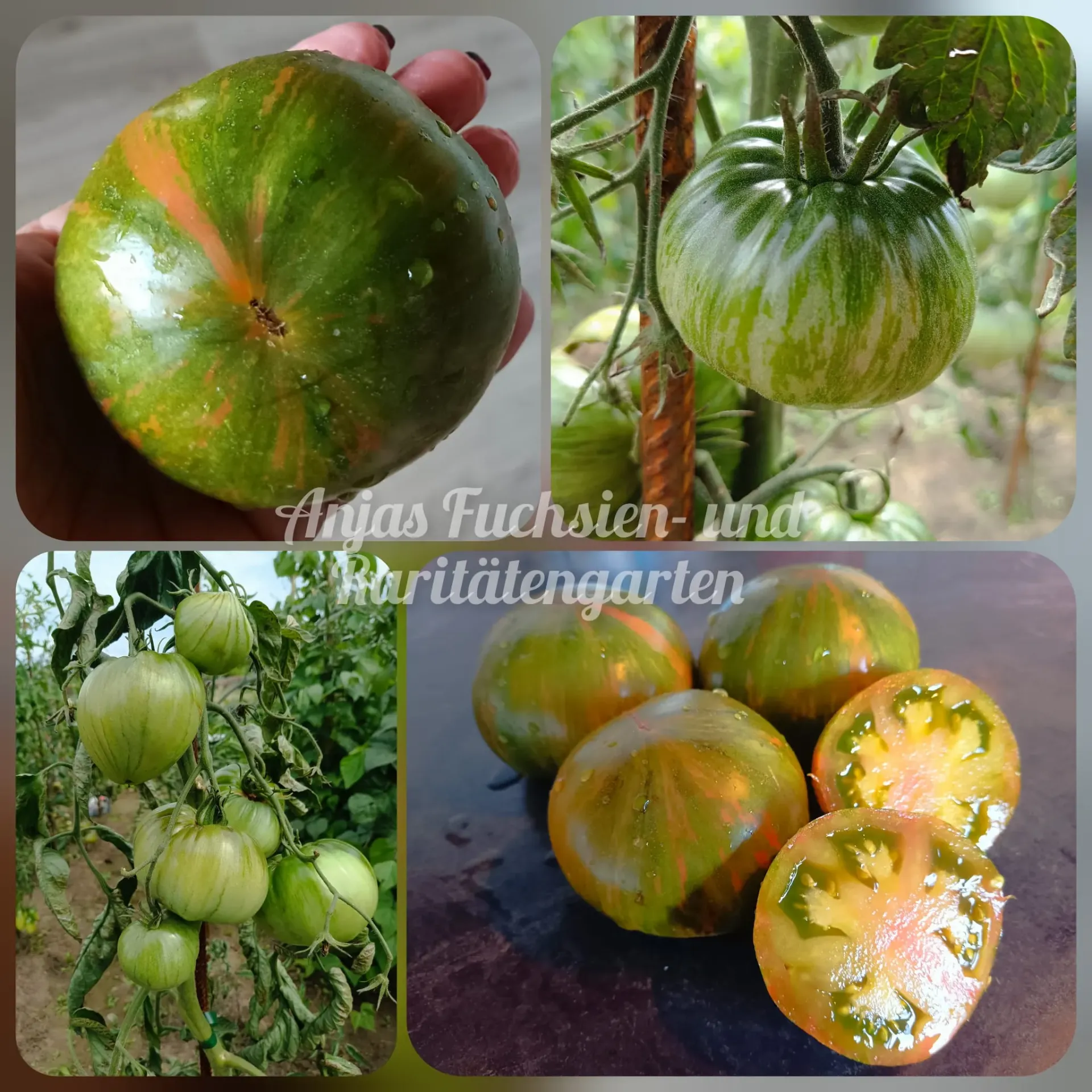 Tomate 'Cherokee Lime Stripes'
