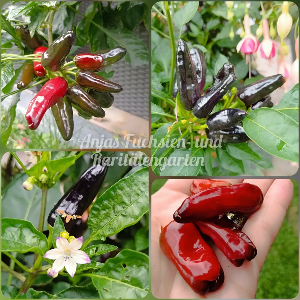 Chili 'Turkish Flower Biber'