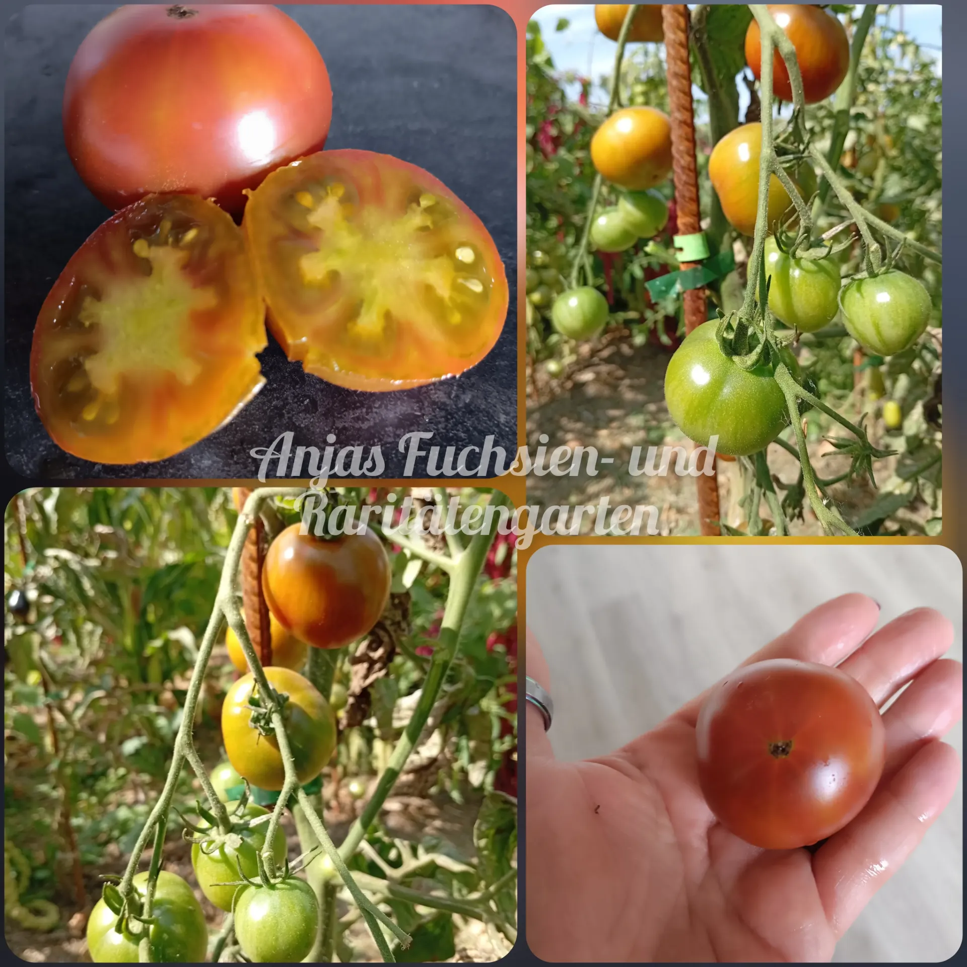 Tomate 'Karma Miracle'