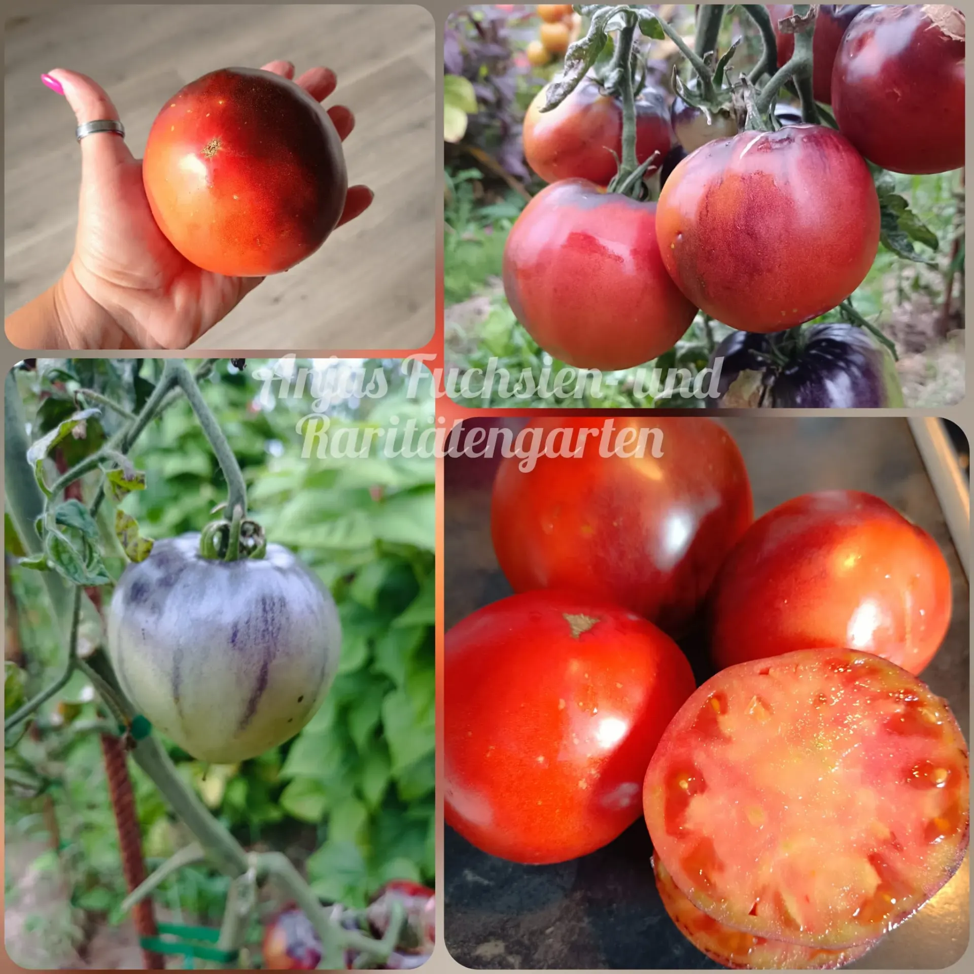 Tomate 'Sgt. Peppers'