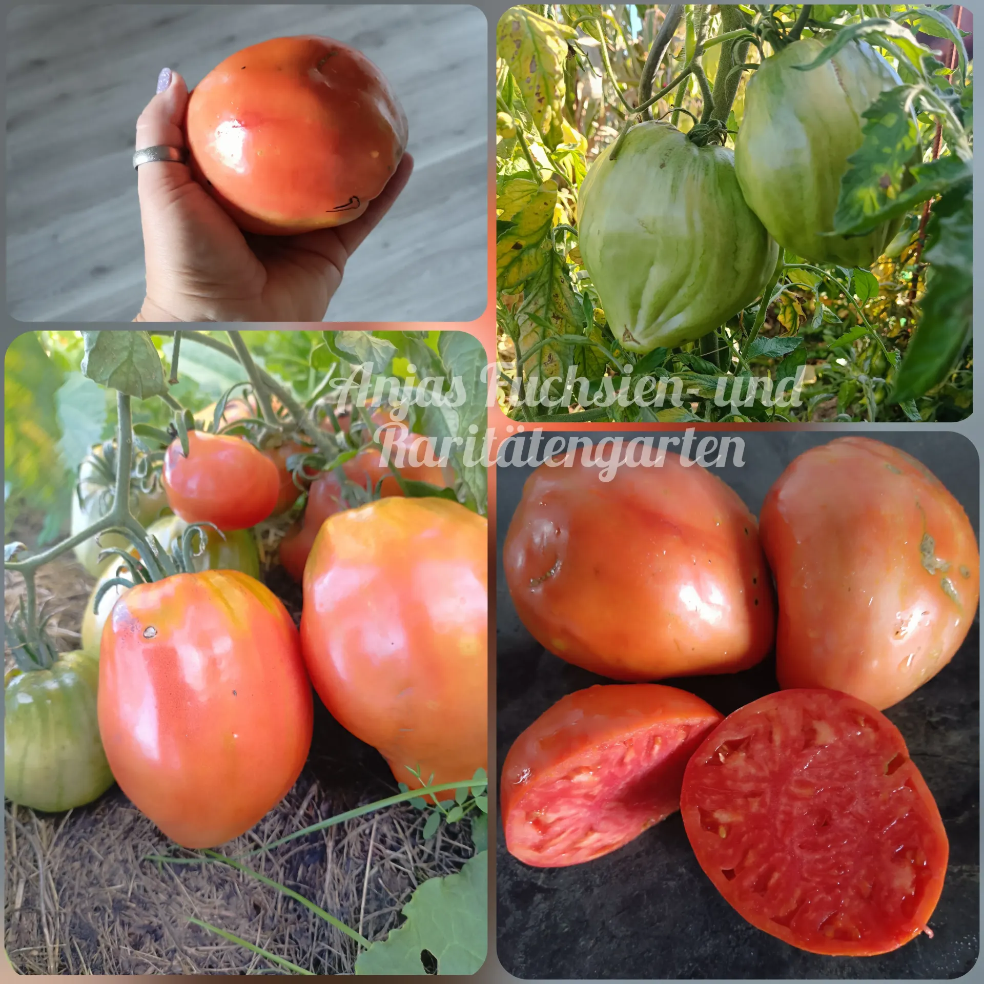 Tomate 'Vater Rhein'