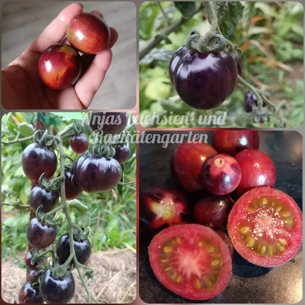 Tomate 'Märchenglanz'