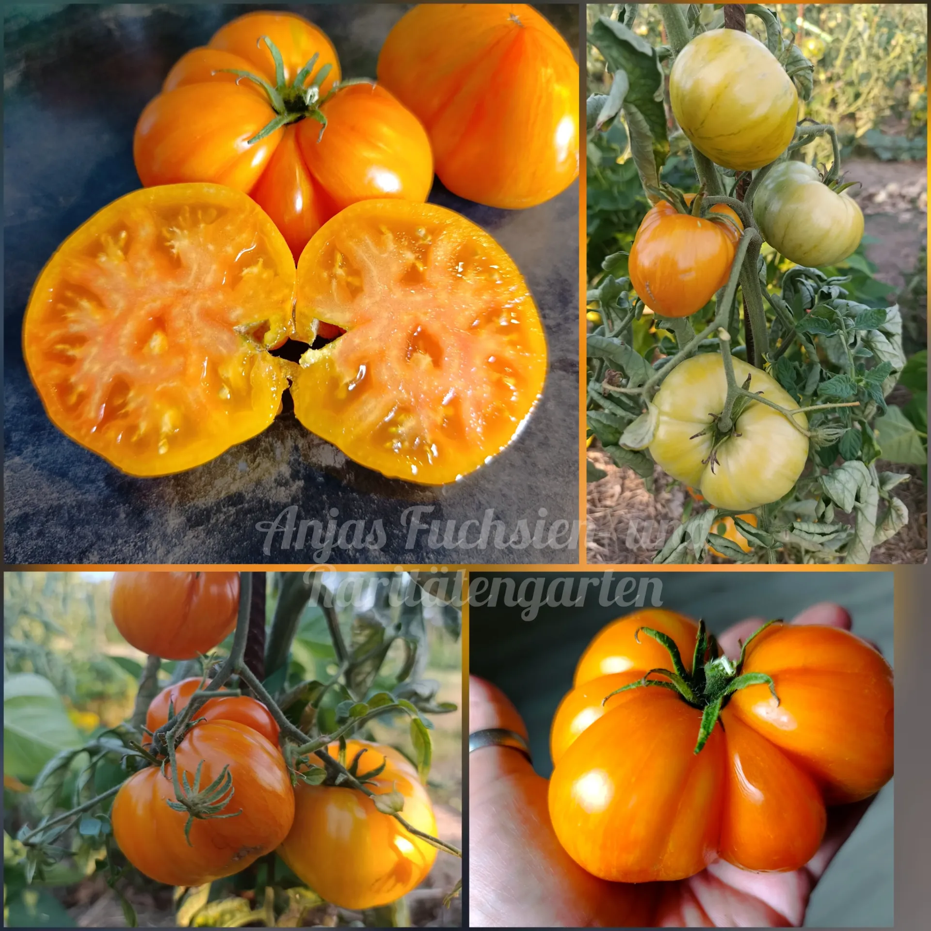 Tomate 'Indian Reservation'