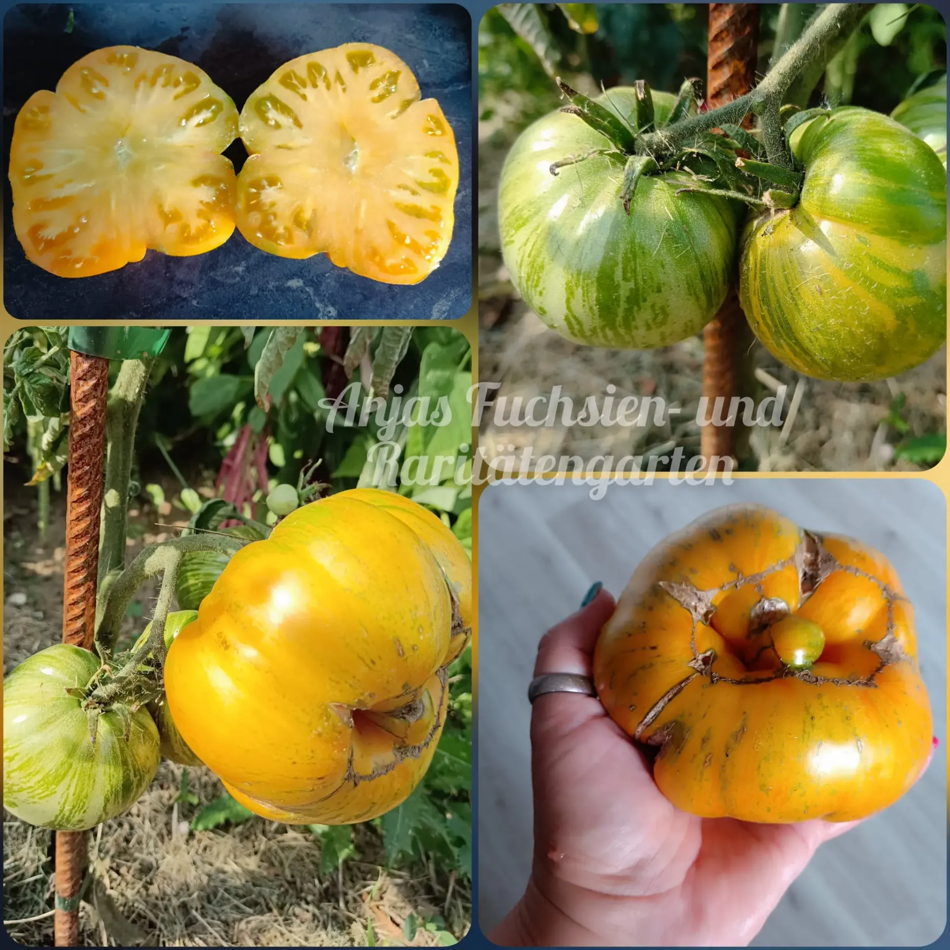 Tomate 'Indian Reservation'