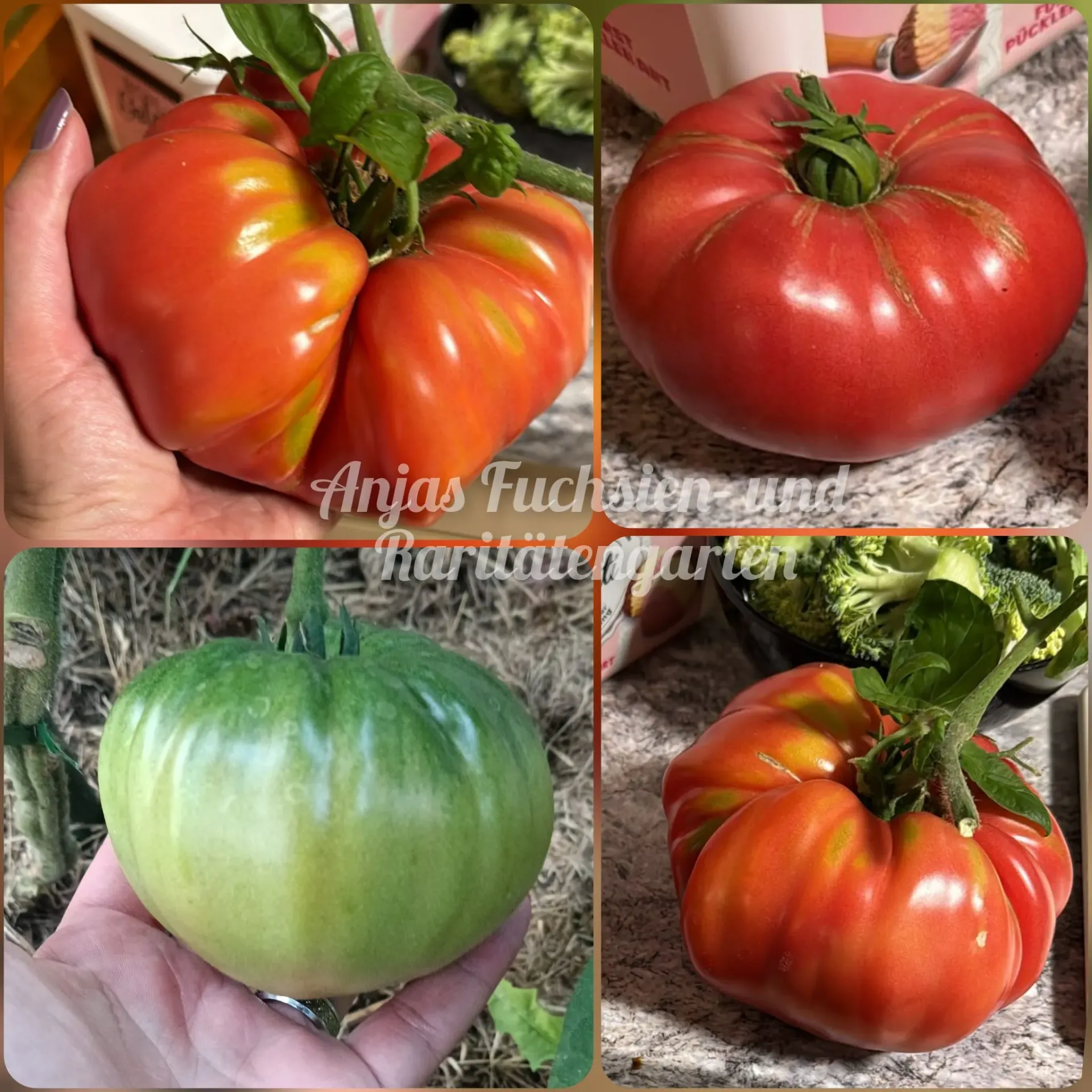 Tomate 'Rotes Ochsenherz'