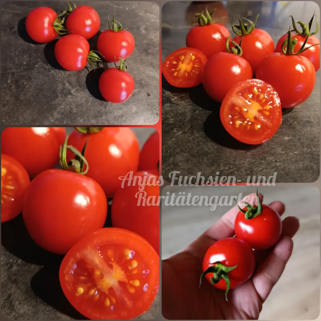 Tomate '42 Days'
