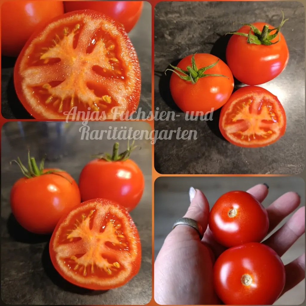 Tomate 'Ina'