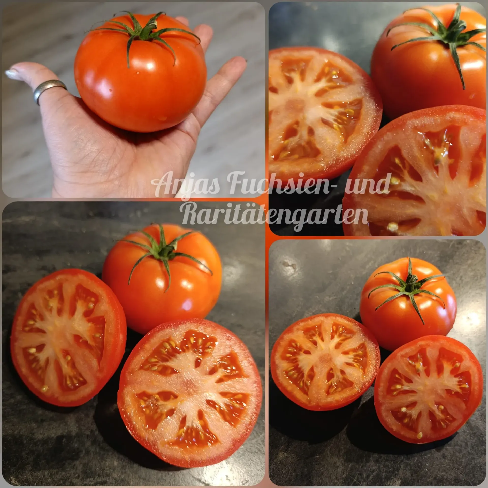 Tomate 'Handschusheimer Feldtomate'