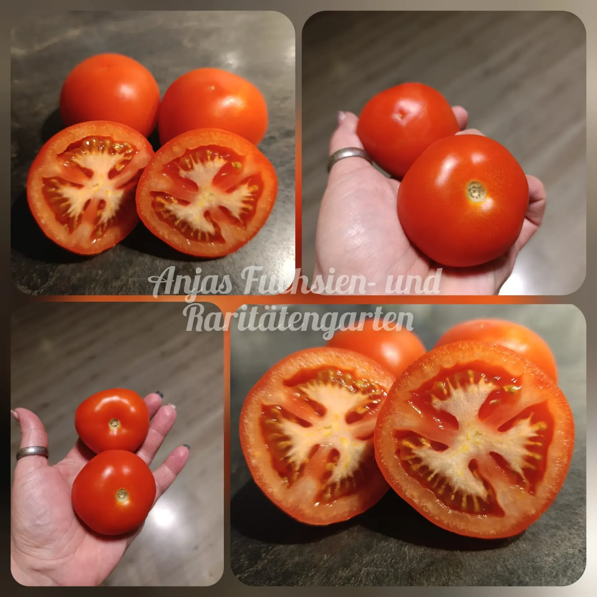 Tomate 'Harzfeuer*'