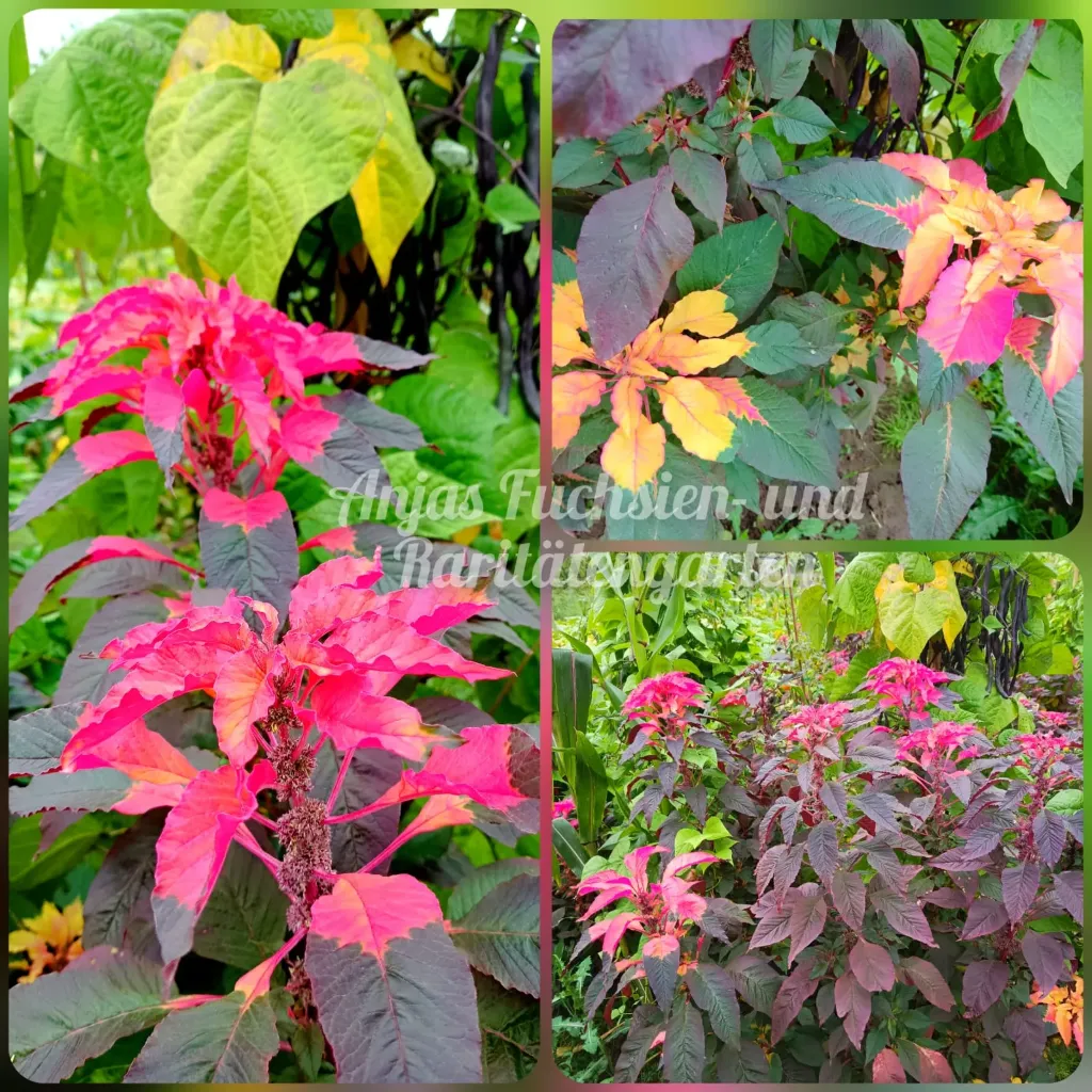 Bunter Gemüseamaranth