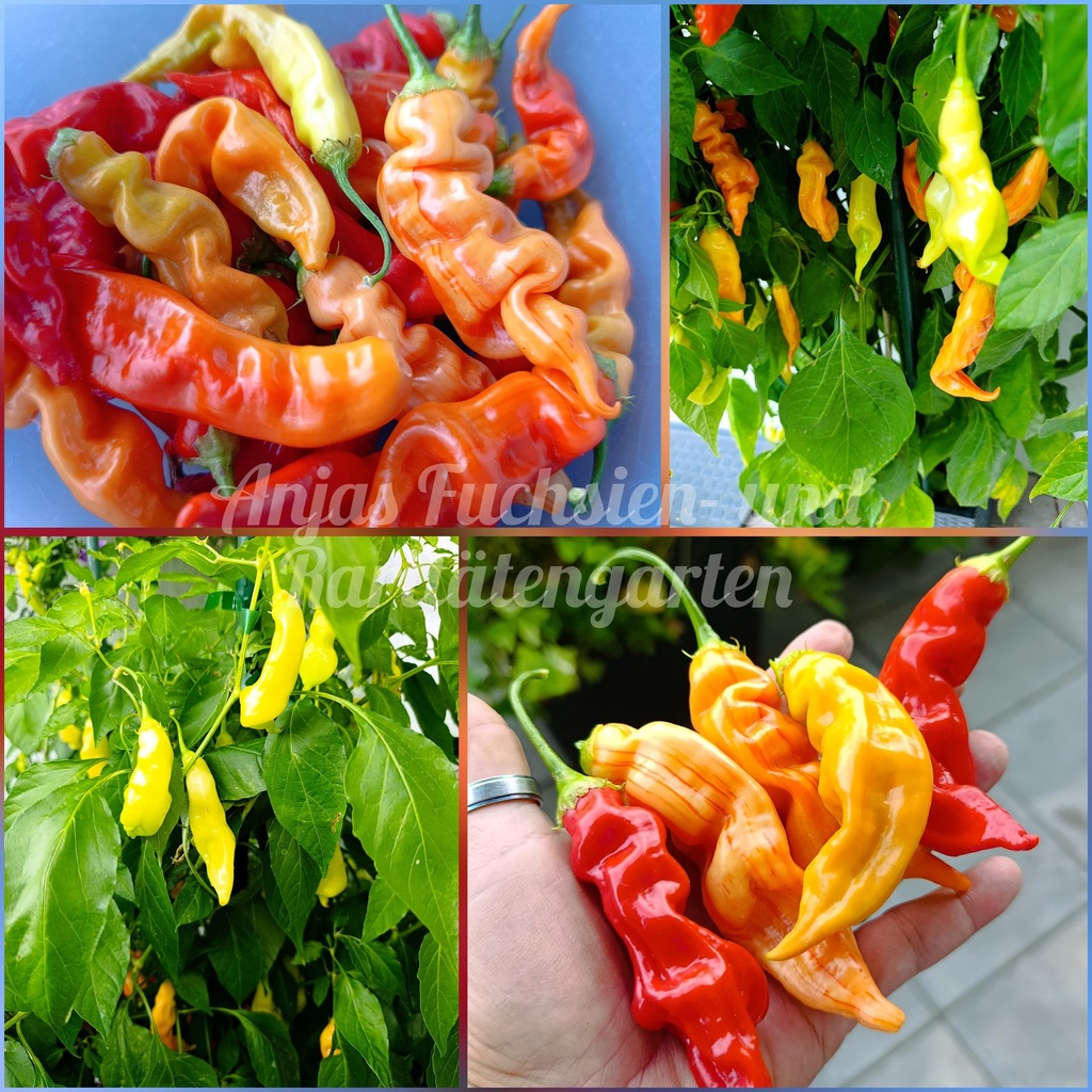 Chili 'Sugar Rush Colorful'