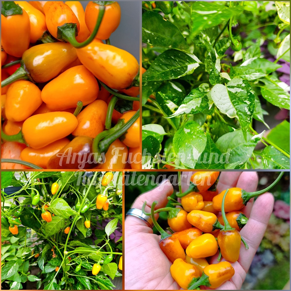Chili 'Golden Nugget variegata'