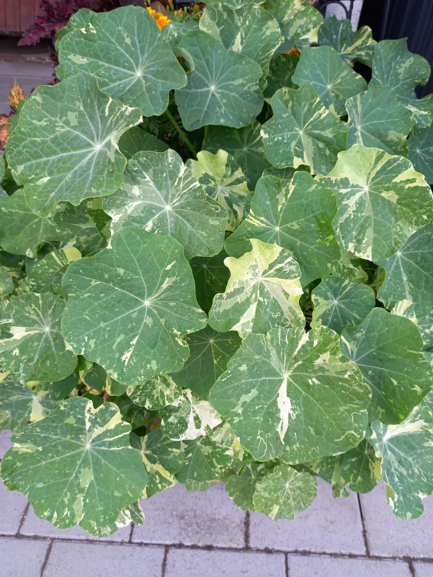 Kapuzinerkresse (buntlaubig)