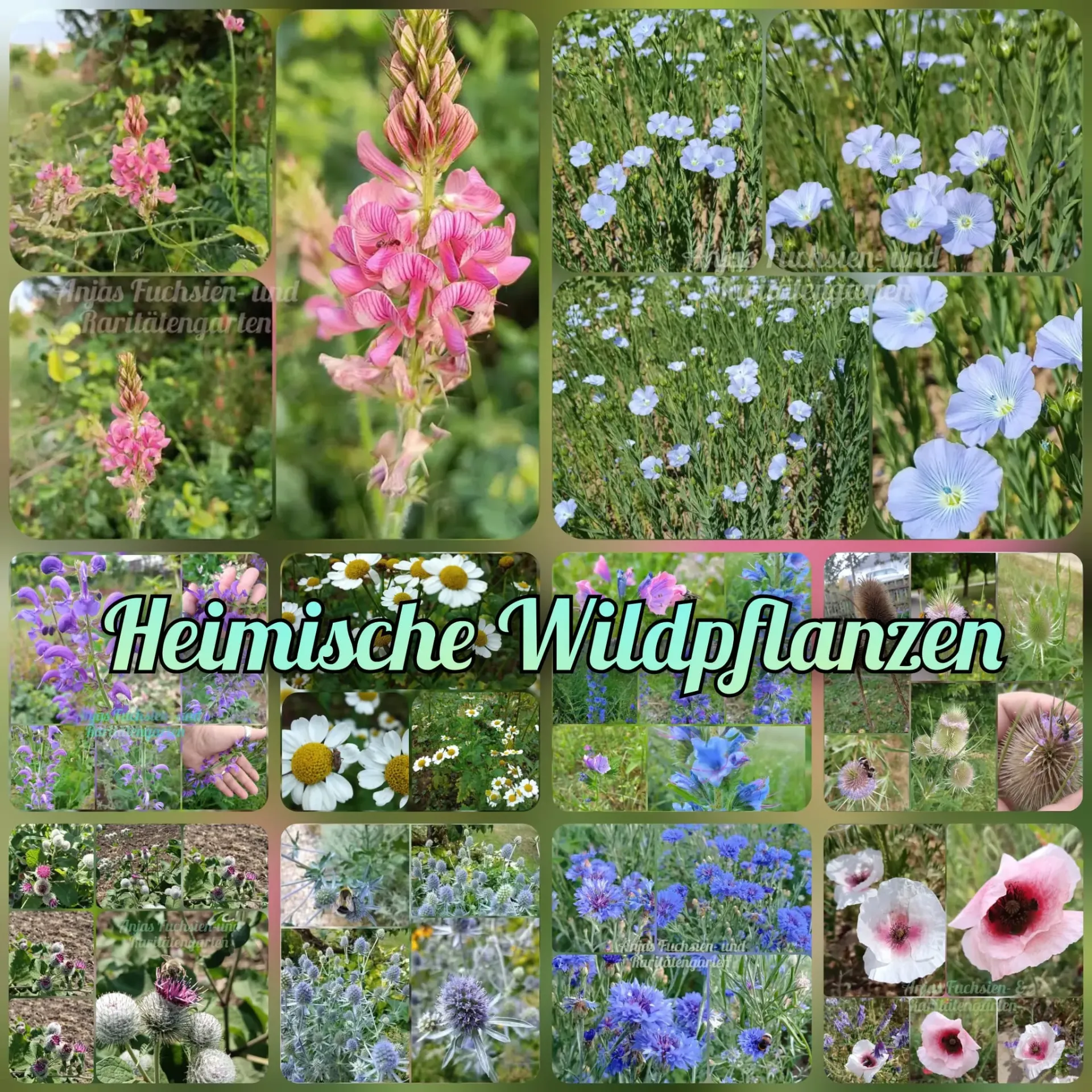 Paket 'Heimische Wildpflanzen'