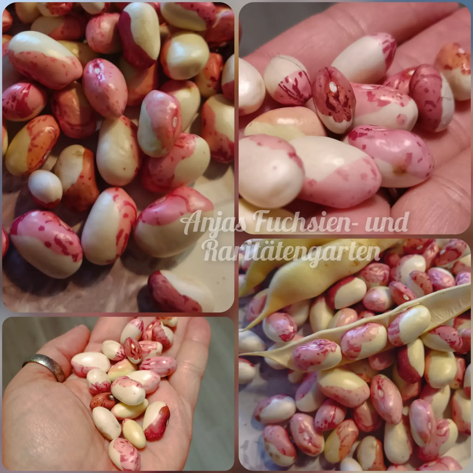 Buschbohne 'Red Calypso'