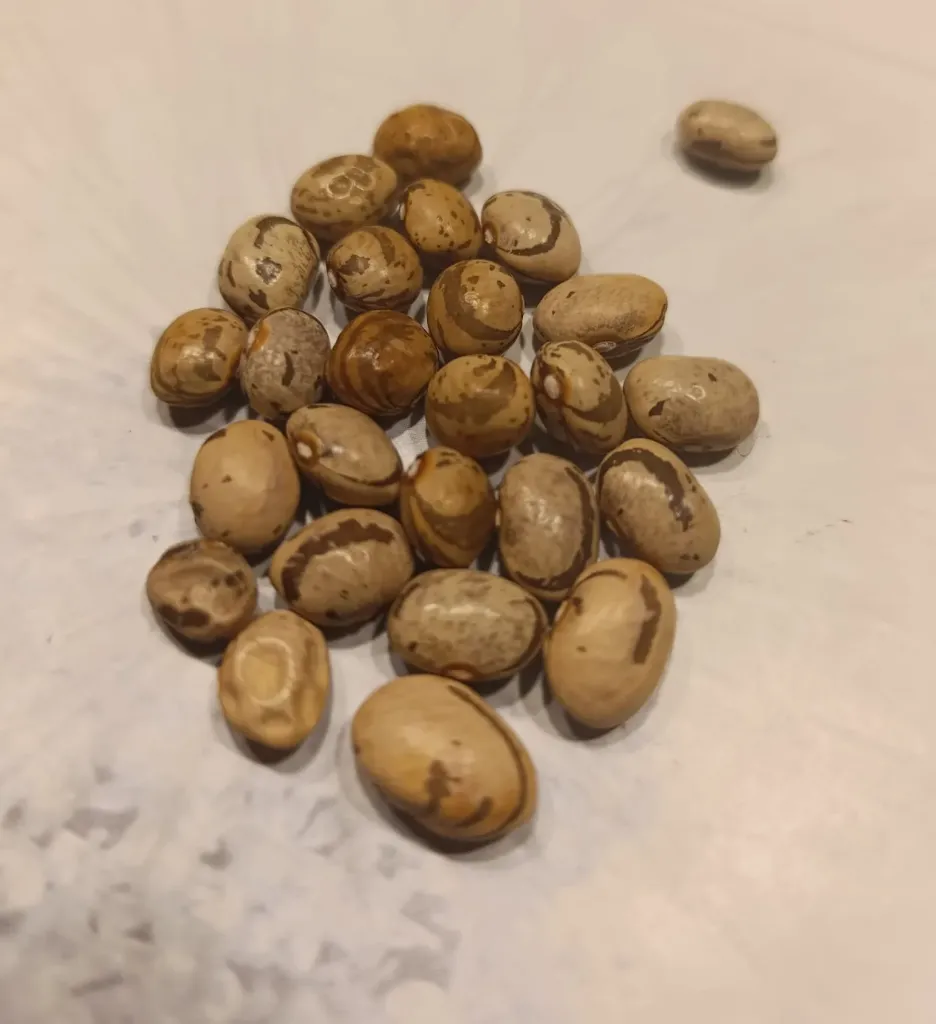 Stangenbohne 'Maruchedda'