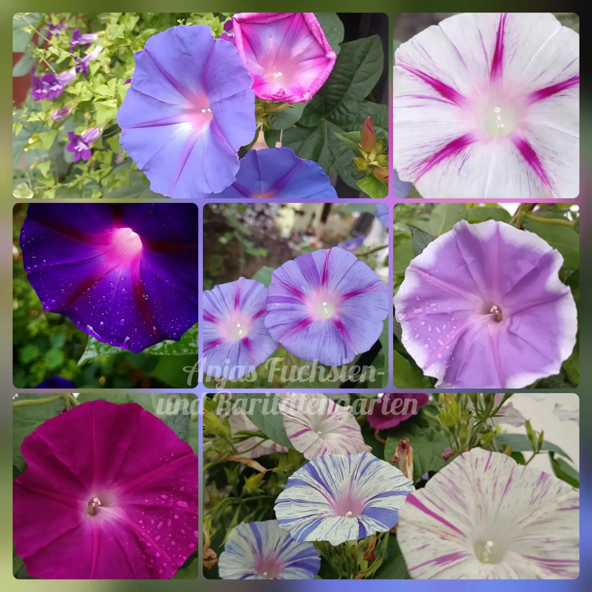 Trichterwinden (Bunter Mix)