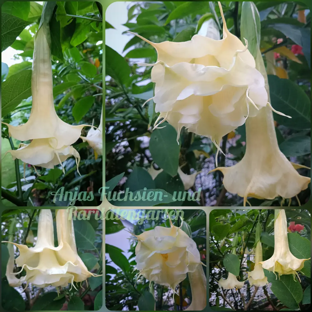 Engelstrompete 'Angels Proud'