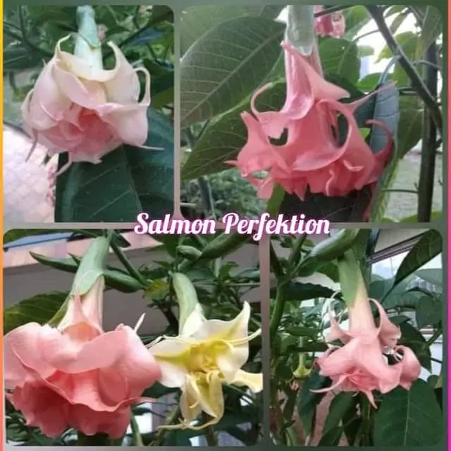 Engelstrompete 'Salmon Perfektion'