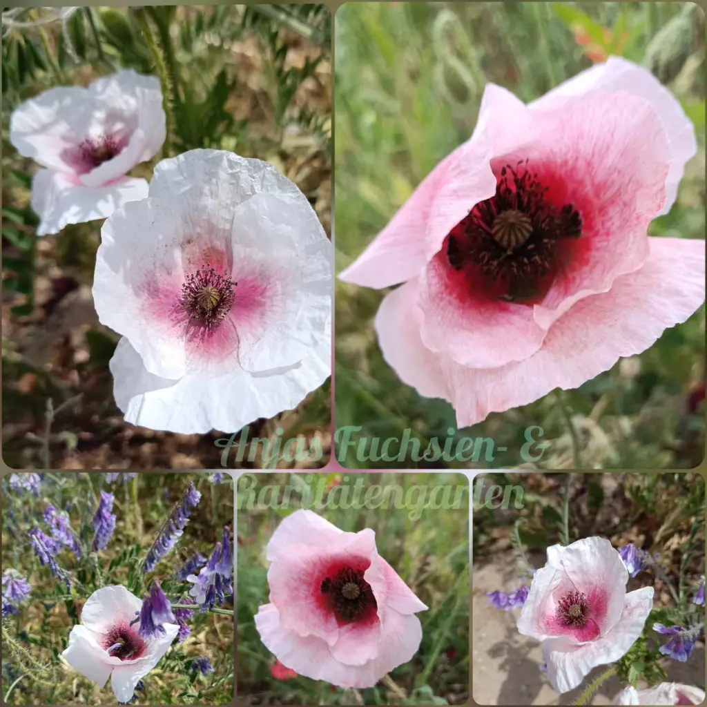 Seidenmohn (Mix)