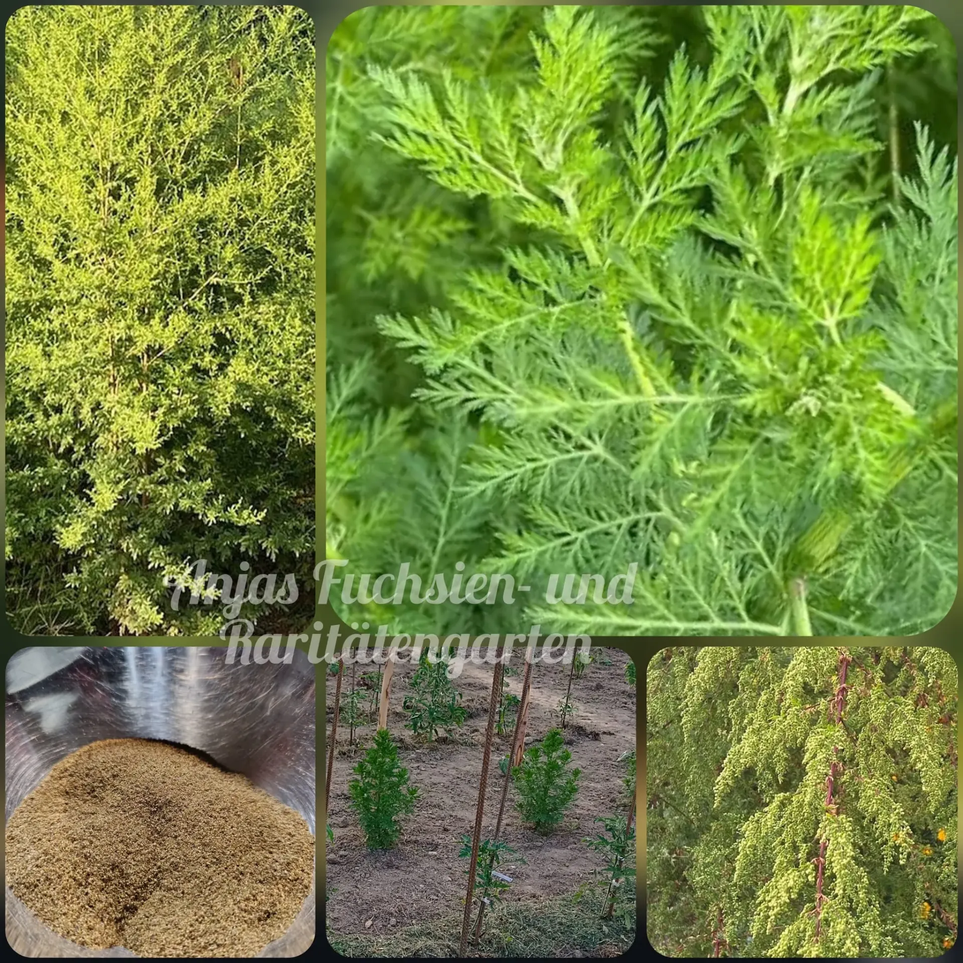 Artemisia annua - Einjähriger Beifuß (Pflanze)
