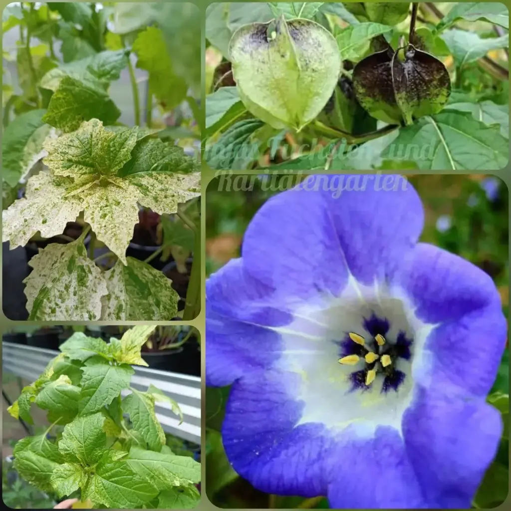 Blaue Lampionblume variegata (Pflanze)