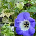 Blaue Lampionblume variegata (Pflanze)