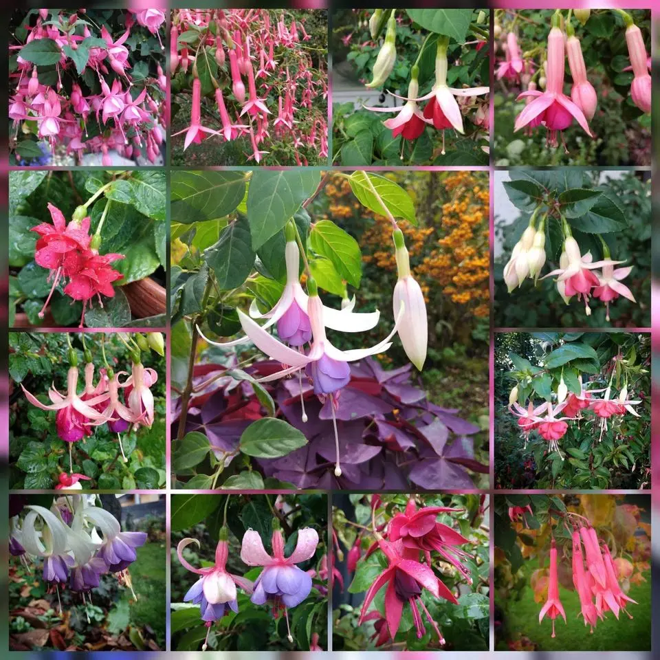 Fuchsien Überraschungspaket (4 Pflanzen)