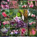 Fuchsien Überraschungspaket (4 Pflanzen)