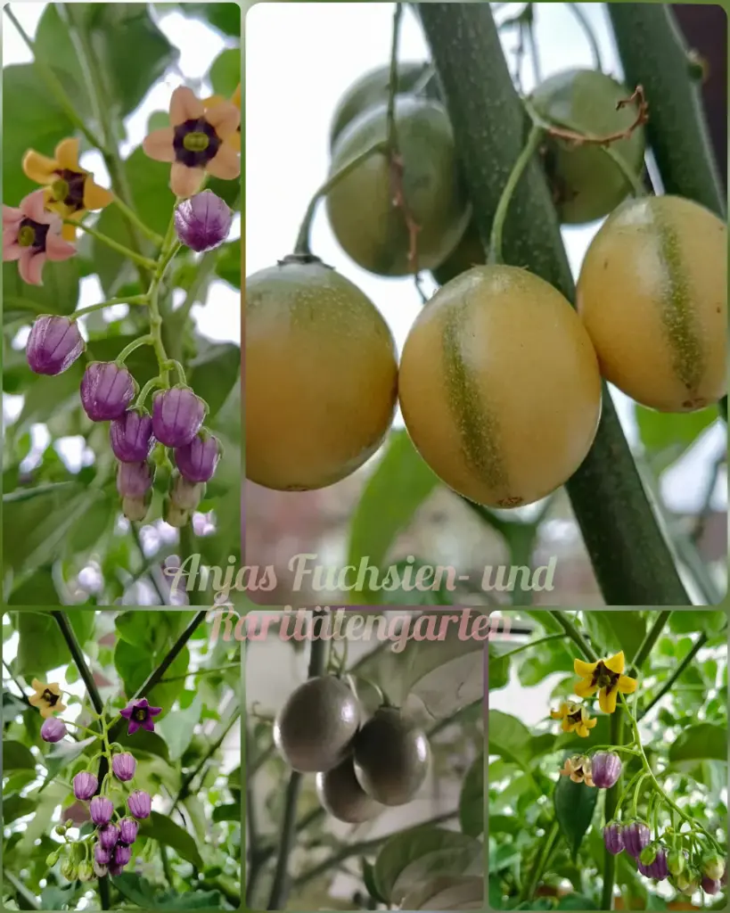 Guaventamarillo (Pflanze)