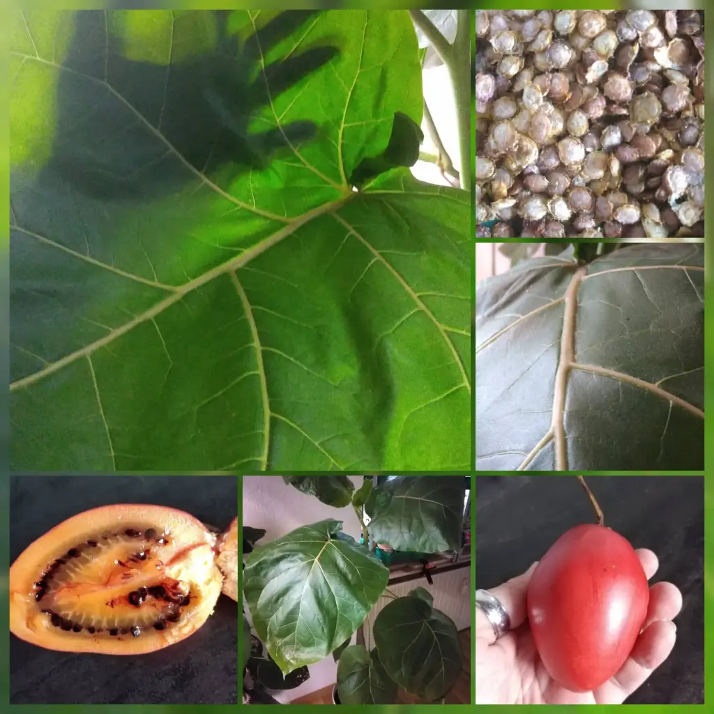 Tamarillo Rot (Pflanze)