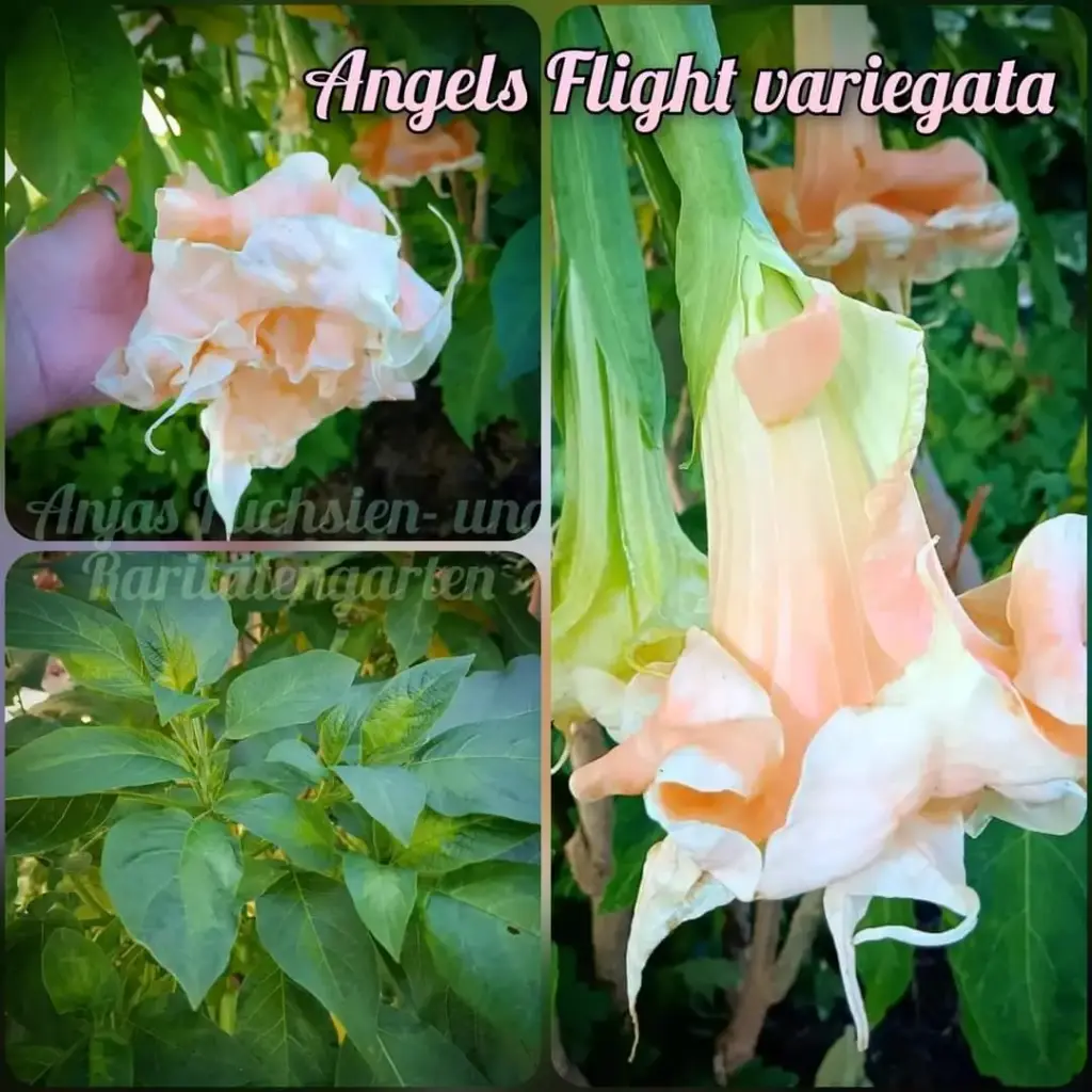 Engelstrompete 'Angels Flight variegata' (Pflanze)