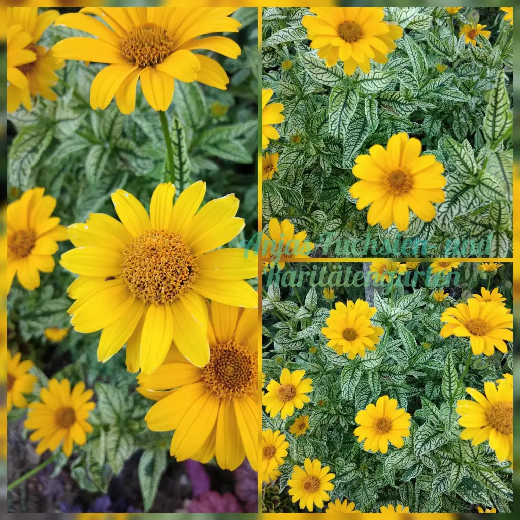 Sonnenauge (buntblättrig)