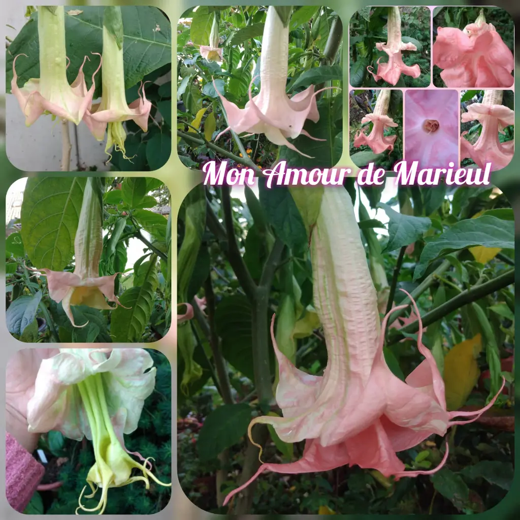 Engelstrompete 'Mon Amour de Mareuil' (Pflanze)