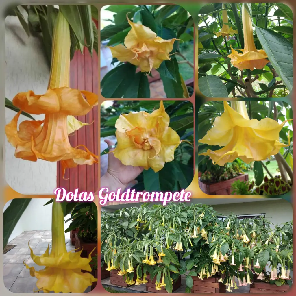 Engelstrompete 'Dolas Goldtrompete' (Pflanze)