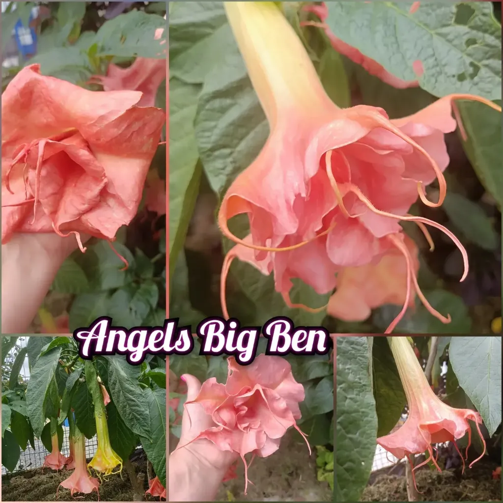 Engelstrompete 'Angels Big Ben' (Pflanze)