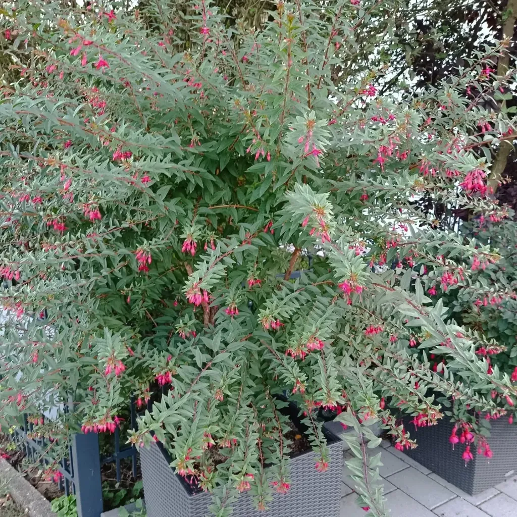 Winterharte Fuchsie 'Vitalo'