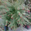 Winterharte Fuchsie 'Vitalo'