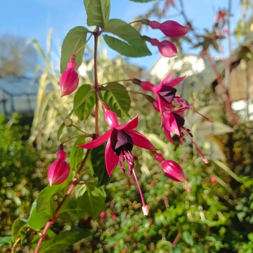 Winterharte Fuchsie 'Ernst Naschke'