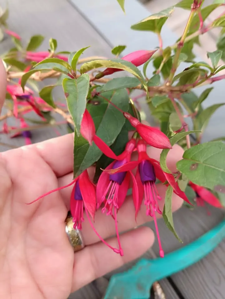 Winterharte Fuchsie 'Anjas Freya'