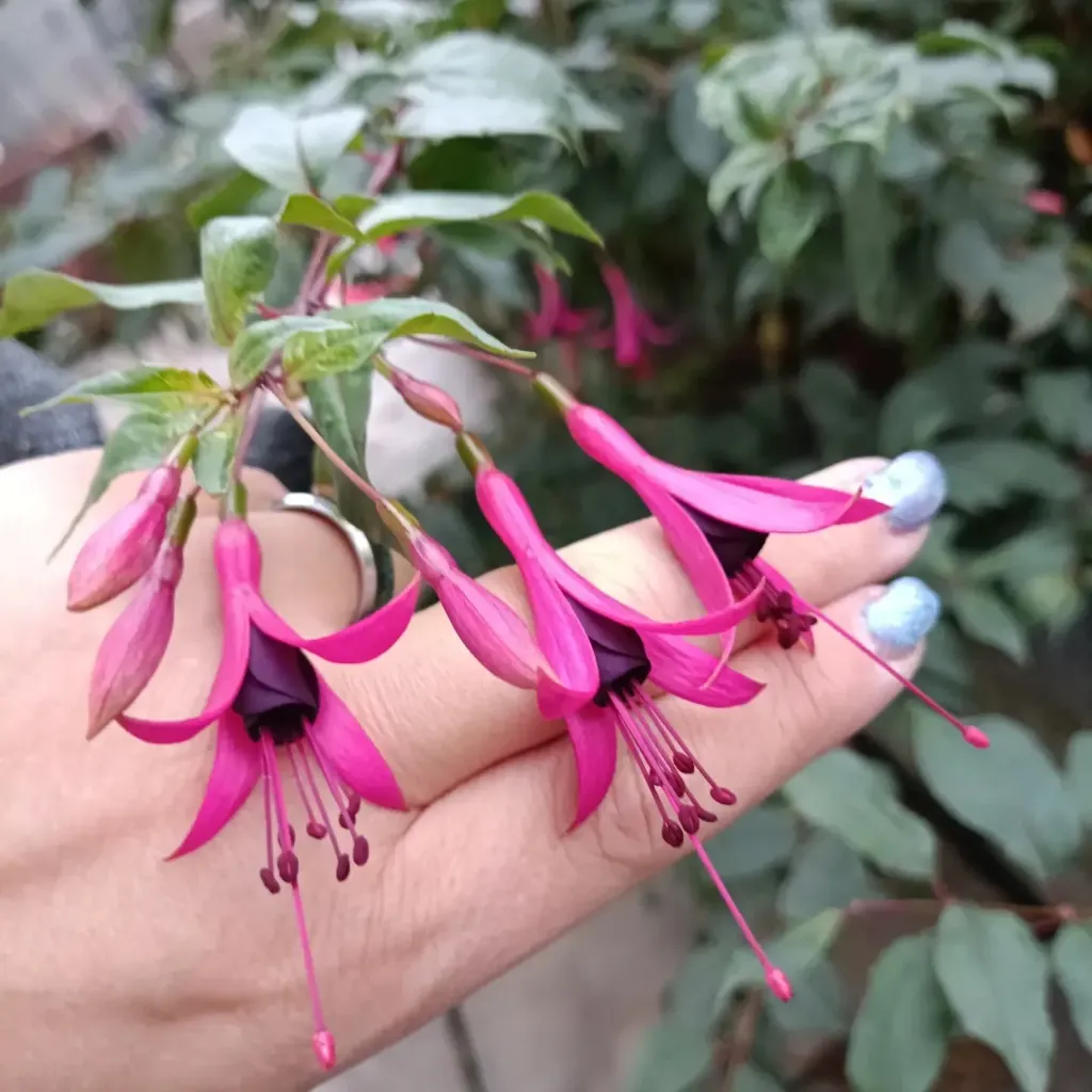 Winterharte Fuchsie 'Anjas Pinker Wichtel'