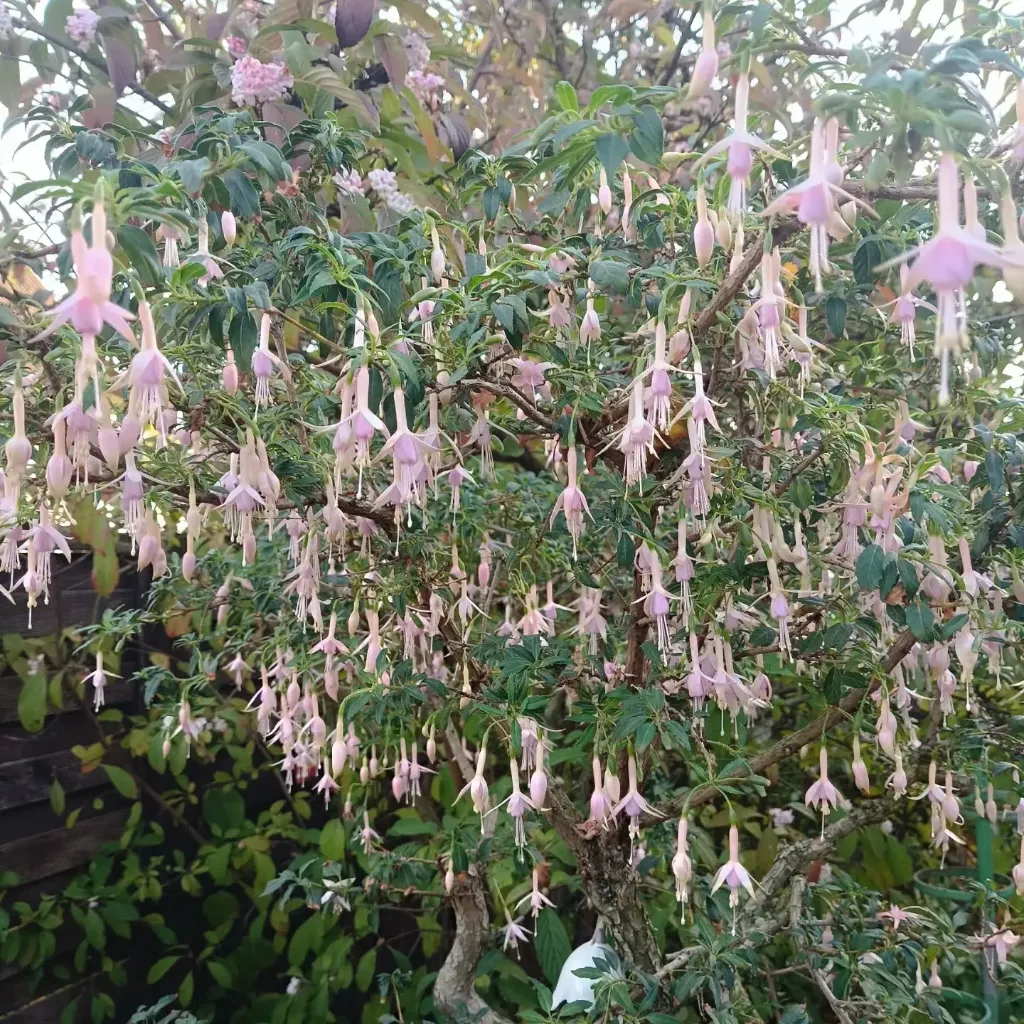 Winterharte Fuchsie 'Whiteknights Pearl'