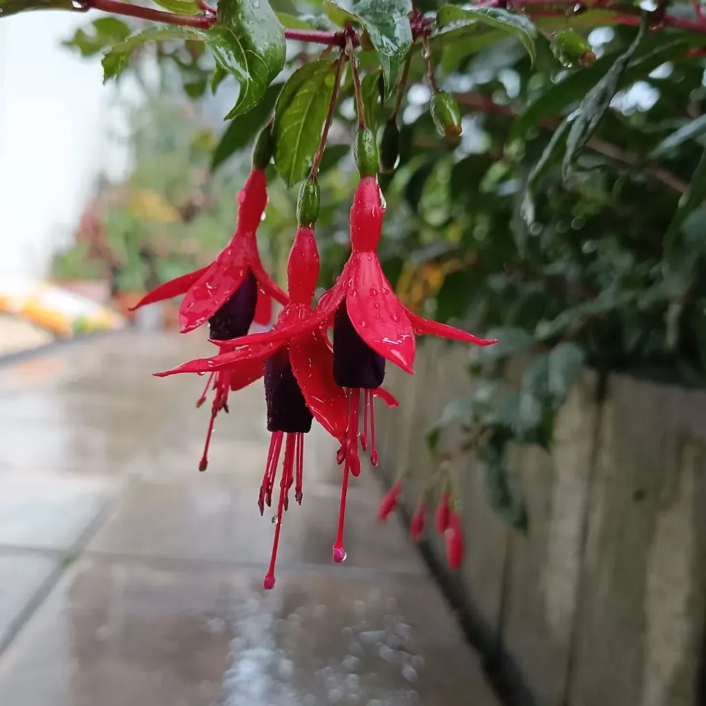 Winterharte Fuchsie 'Rudinella'