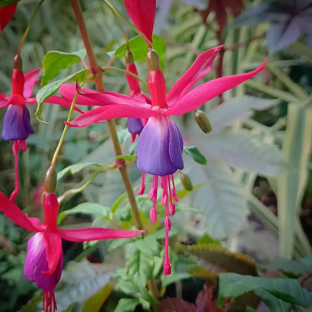 Winterharte Fuchsie 'Emilien Merceron'