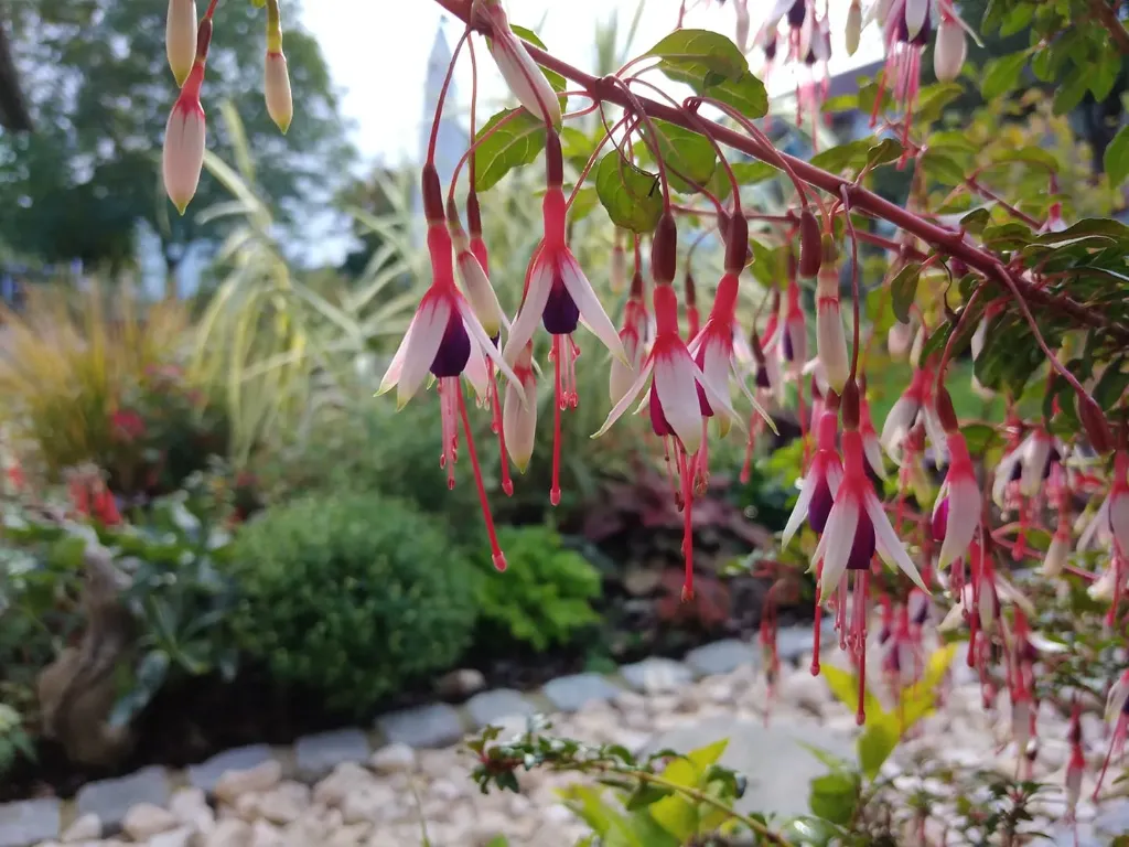 Winterharte Fuchsie Fuchsia magellanica 'Arauco'