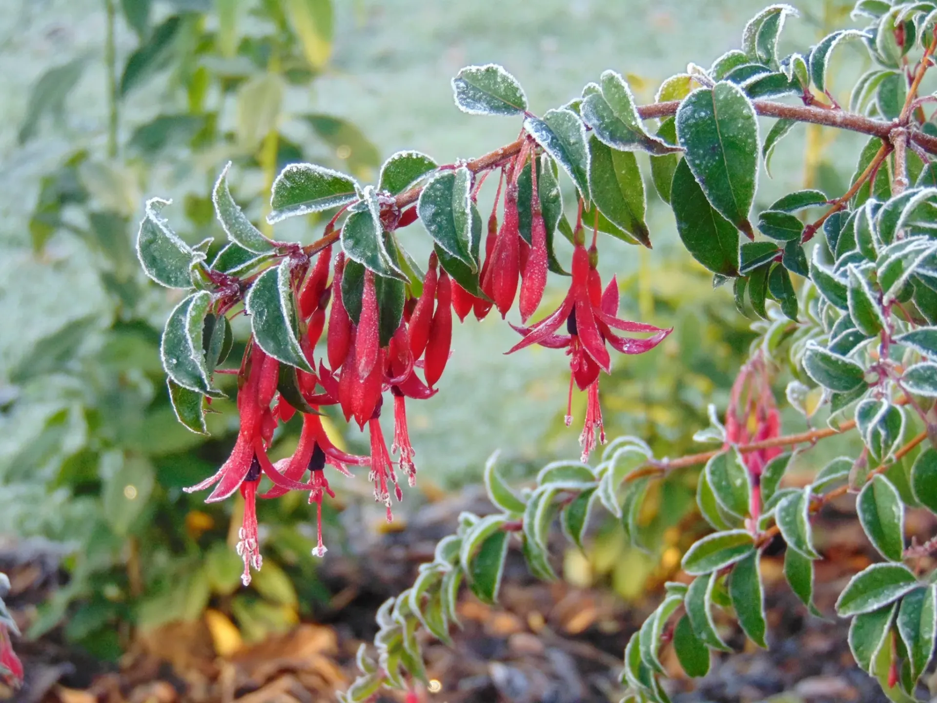 Winterharte Fuchsie Fuchsia regia reitzii