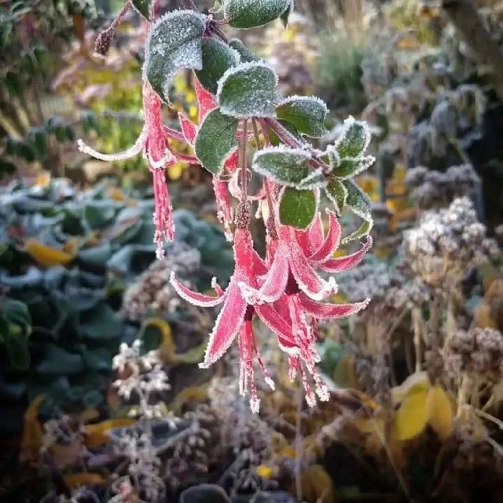 Winterharte Fuchsien (6er Set, Überraschungsmix)